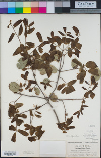 Quercus agrifolia var. agrifolia image