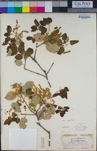 Quercus agrifolia var. agrifolia image