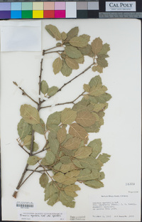 Quercus agrifolia var. agrifolia image