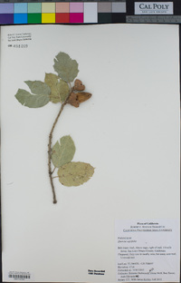 Quercus agrifolia image