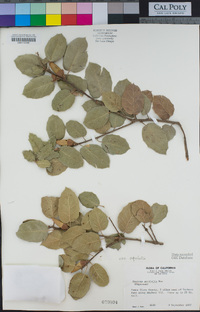 Quercus agrifolia var. agrifolia image