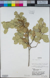 Quercus agrifolia image