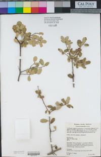 Quercus berberidifolia image