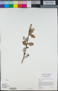 Quercus berberidifolia image