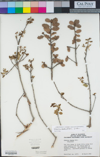 Quercus berberidifolia image