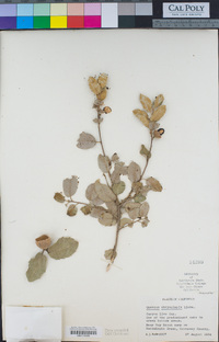 Quercus chrysolepis image