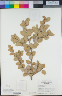 Quercus chrysolepis image