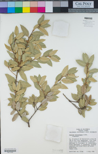 Quercus chrysolepis image