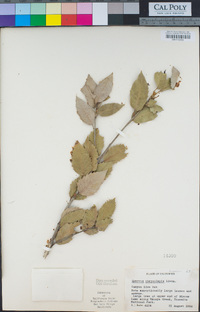 Quercus chrysolepis image