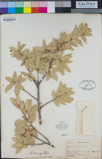 Quercus emoryi image