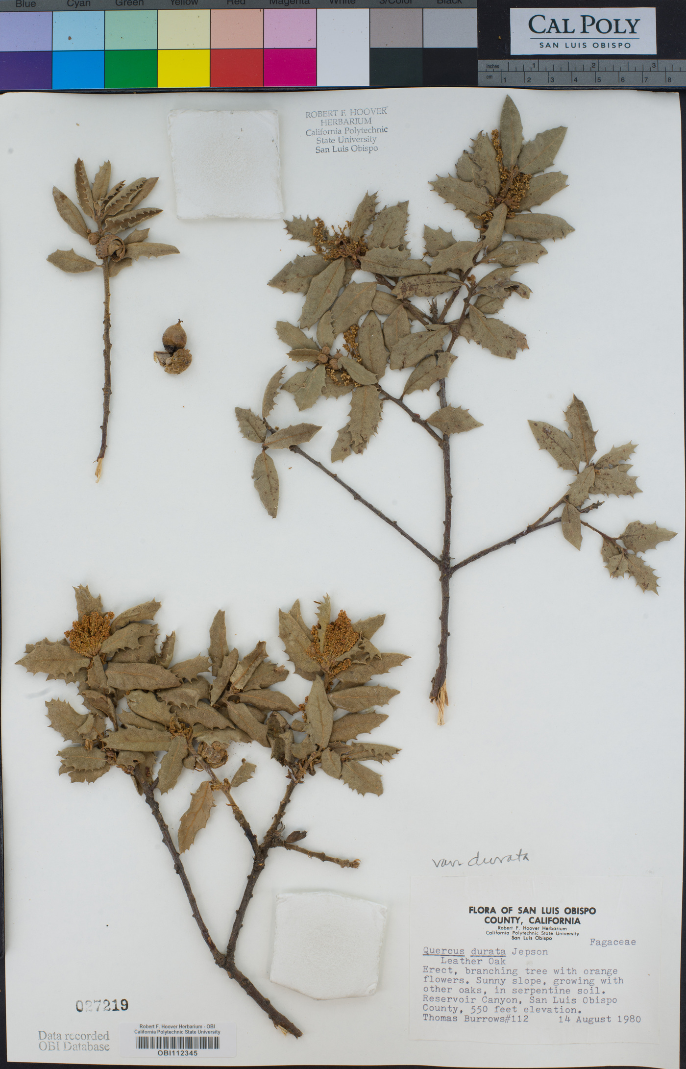 Quercus durata var. durata image