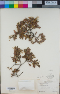 Quercus durata image