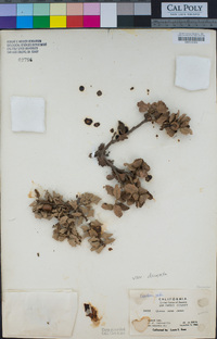 Quercus durata var. durata image