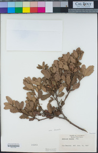 Quercus durata image