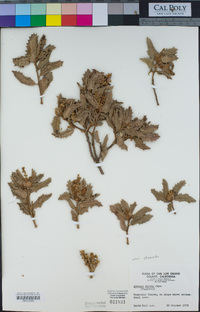 Quercus durata image