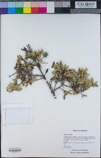 Quercus durata image