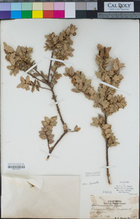 Quercus durata image