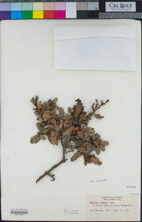 Quercus durata image