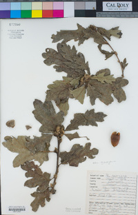 Quercus garryana var. garryana image