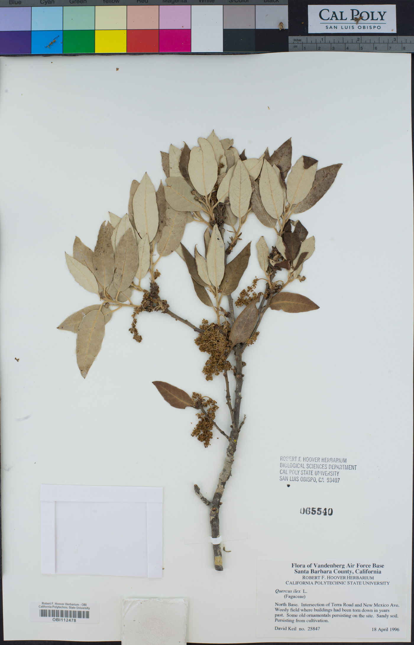 Quercus ilex image