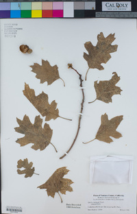 Quercus kelloggii image