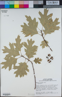 Quercus kelloggii image