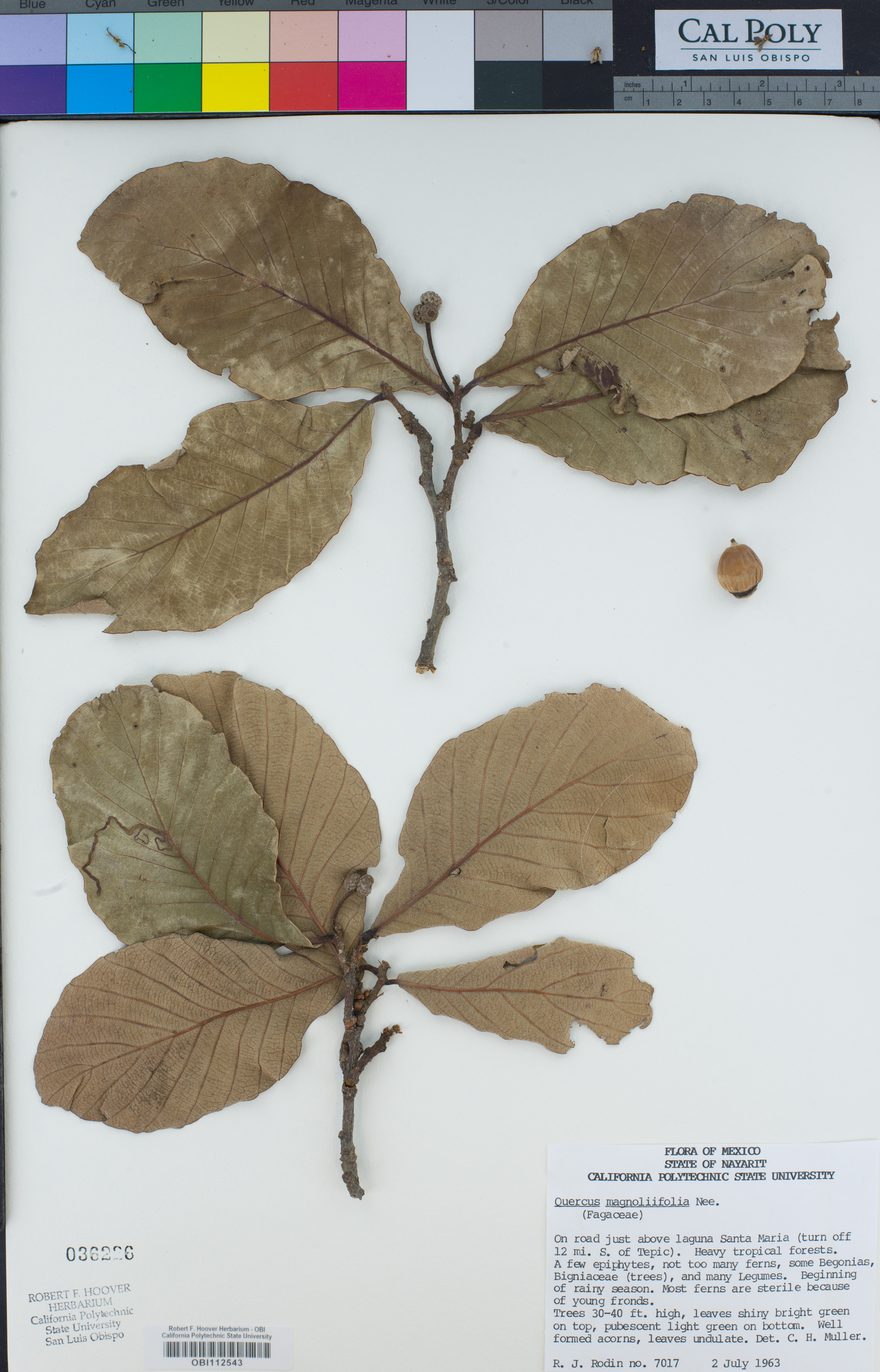 Quercus magnoliifolia image
