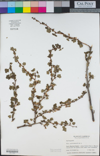 Ribes californicum image