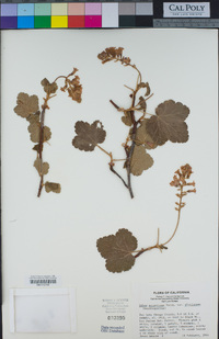 Ribes sanguineum var. glutinosum image