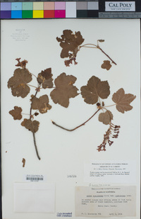 Ribes sanguineum var. glutinosum image