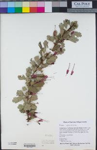 Ribes speciosum image