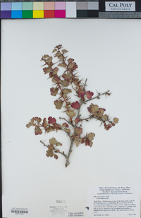 Ribes speciosum image