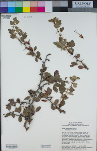 Ribes speciosum image