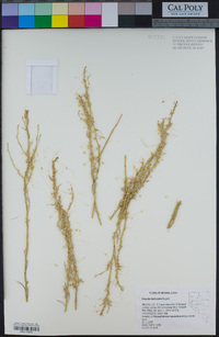 Cuscuta denticulata image