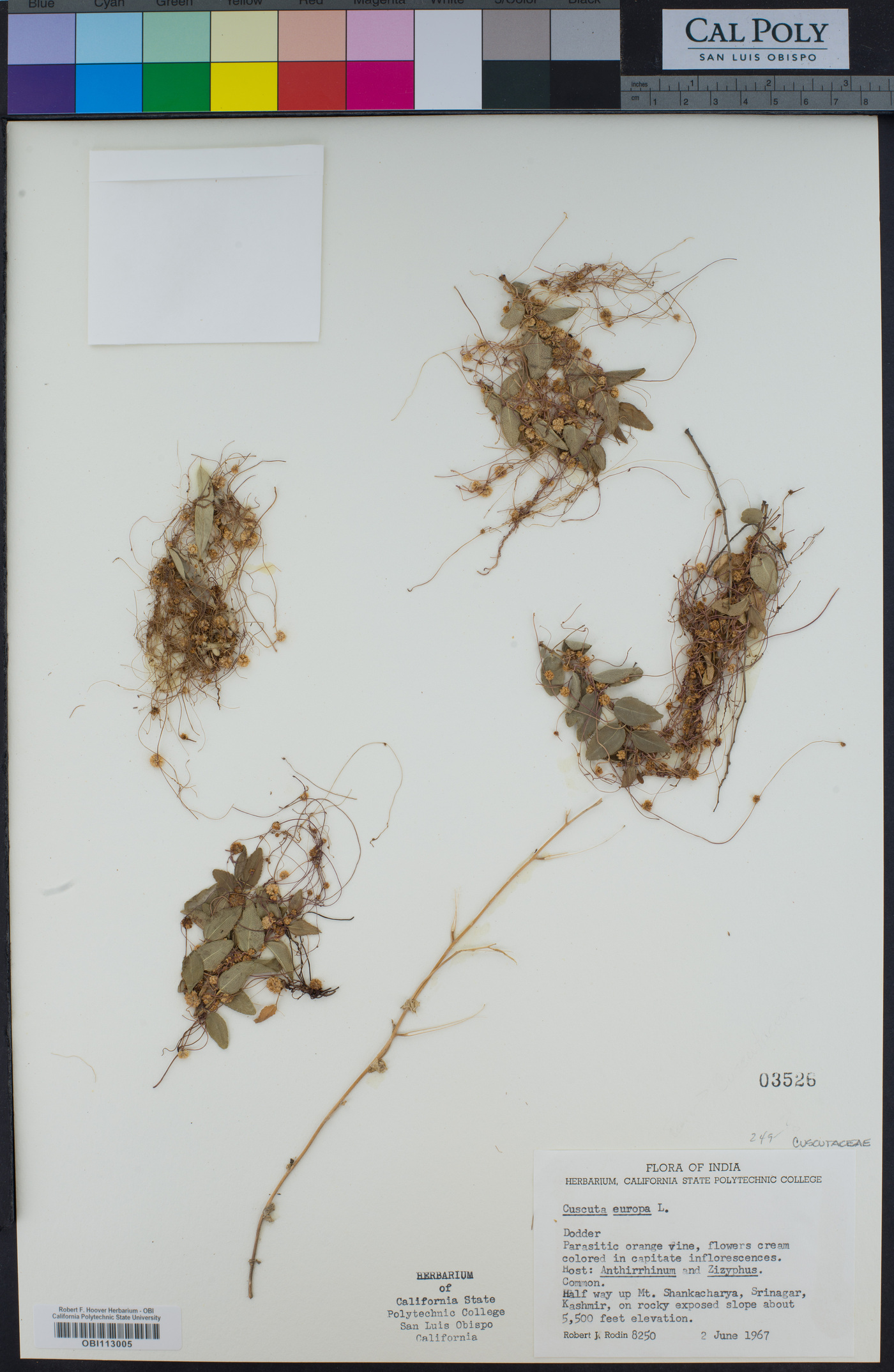 Cuscuta europaea image