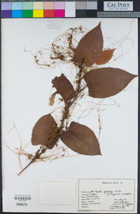 Cuscuta gronovii image