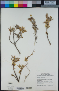 Cuscuta californica image