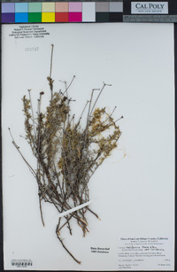 Cuscuta californica image