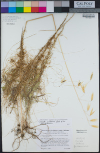 Cuscuta californica var. californica image