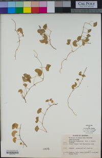 Dichondra brachypoda image