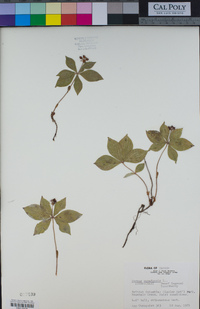 Cornus canadensis image