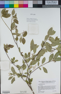 Cornus glabrata image