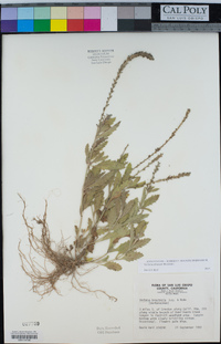 Verbena lasiostachys var. lasiostachys image