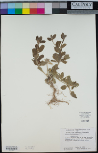 Verbena lasiostachys image