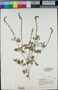 Verbena lasiostachys image