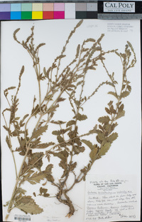 Verbena lasiostachys image