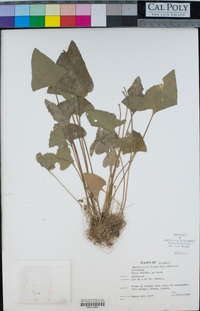 Viola nephrophylla image