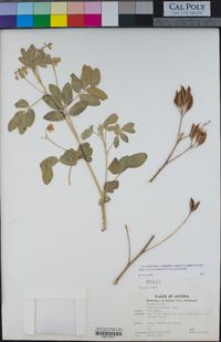 Senna covesii image