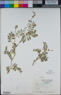 Image of Tephrosia burchellii