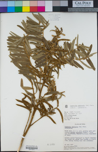Image of Tephrosia sinapou